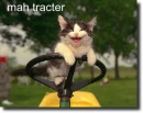 my cat