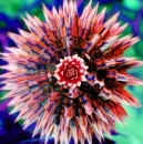 flower ripple