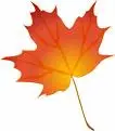 Pretty autumn leaf