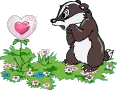 racoon