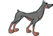 doberman sportive