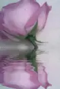 A Rose Reflecting On The Water