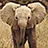 Ivory trade