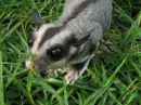 sugar gliders are so cute!!