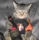 funny harley cat