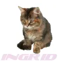 Cat - ingrid