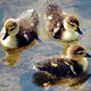 Baby Ducks