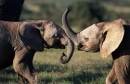Elephants