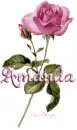 pink rose amanda