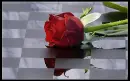 red rose