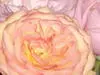 Rose Bloom