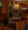 Fuzzball