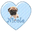 nicole - bulldog pup