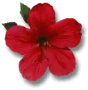 cayena roja