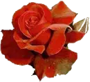 rosa n