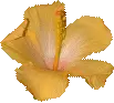 cayena amarilla