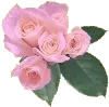 rositas rosadas