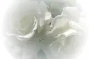 rosas blancas