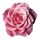 pink rose