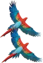 guacamayas en vuelo