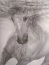 volador