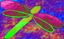 libÃ©lula colors