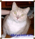 Tom the Cat