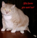 Tom the Cat