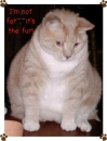 Tom the Cat