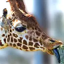 giraffe