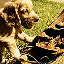 Cute pup