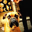 bulldog