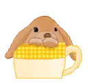 bunny