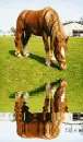 Horse grazing