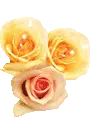 yellow roses