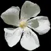 White Oleander