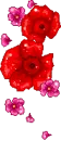 red roses