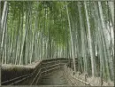 bamboo rain