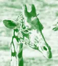 green-groovy