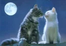 cats love