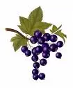 Blackcurrant
