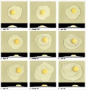 lot of eggs