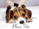 Please Vote & Comment