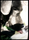 dog kisses the rabbit
