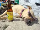 Dog on the beach~ On Vacation