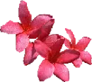 frangipanes rosa intenso
