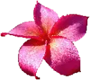 frangipÃ¡n fucsia