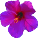 cayena violeta