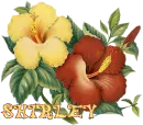 Shirley