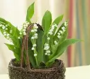 lily-of-valley